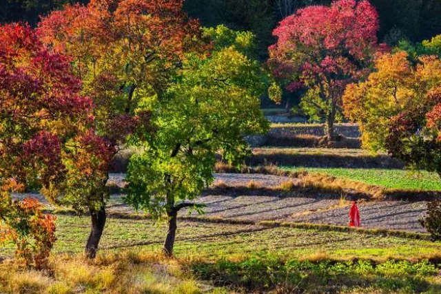 金秋新县美如仙境 金秋新县美如仙境
