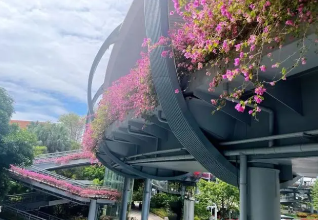 深圳的秋日浪漫，“她们”占了一半