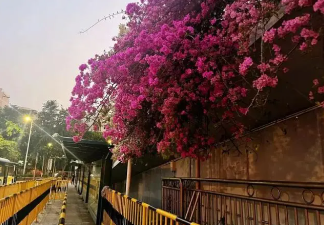 深圳的秋日浪漫，“她们”占了一半