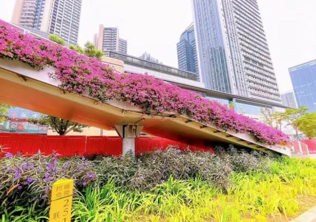 深圳的秋日浪漫，“她们”占了一半