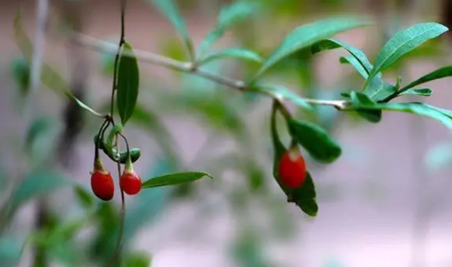 赏花何必去远方?我家小院就能拍出秋日绝美大片 赏花何必去远方?我家小院就能拍出秋日绝美大片