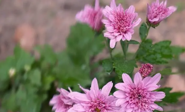 赏花何必去远方?我家小院就能拍出秋日绝美大片 赏花何必去远方?我家小院就能拍出秋日绝美大片