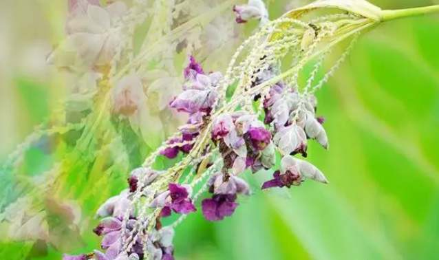 赏花何必去远方?我家小院就能拍出秋日绝美大片 赏花何必去远方?我家小院就能拍出秋日绝美大片