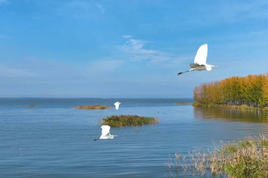 数万只候鸟飞抵山东泰安东平湖湿地越冬