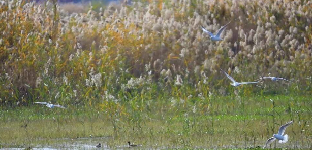 数万只候鸟飞抵山东泰安东平湖湿地越冬
