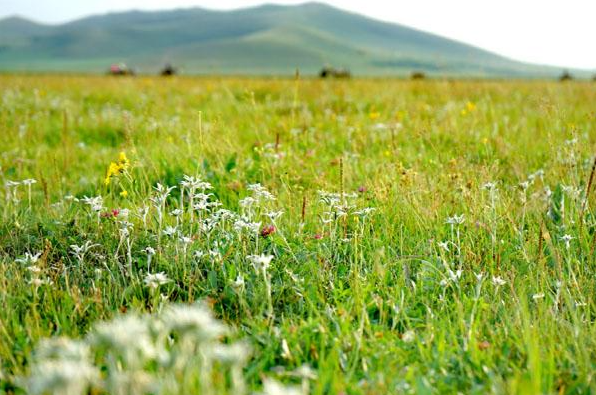 北京附近有什么草原适合自驾游 北京附近有什么草原适合自驾游